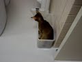 ?????? I was chasing my tail--I don\