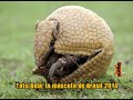 Tatu Bola, la mascota del