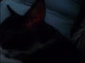 cat sucking tail cat sucking tail