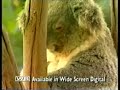 Management of koalas with a contraceptive Management of koalas with a contraceptive