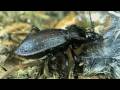 Carabus hortensis