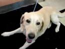 10-18-07 Purebred 4-5 year old Yellow Lab Male 10-18-07 Purebred 4-5 year old Yellow Lab Male