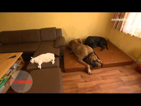 hund - Tags: Ravis Hund Berlin Deutsche Dogge spielen Tier Eins Festival weiter Tiere dog animals Hunde Katze Katzen cat.