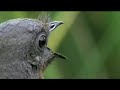 Clever Bird