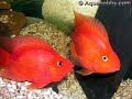fiz esse video com varias especies de peixes ornamentais.Espero que gostem! 