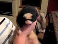 psyko-ferret-clip.html