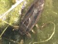 videos de Giant Water Bug