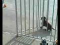 dog stuck in pool gate