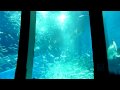 スーパーイワシイリュージョン