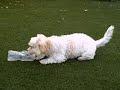 Kirby at play some more Kirby at play some more