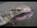 Monitor Eats Rabbits