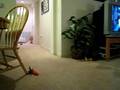 videos de Ziggy playing fetch