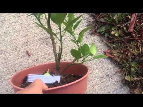 how to dwarf a lemon tree