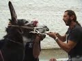 Inspecciones veterinarias burro-taxi mijas