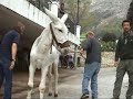 Inspecciones Veterinarias Burro-Taxi Mijas
