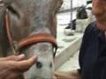 Inspecciones Veterinarias Burro-Taxi Mijas