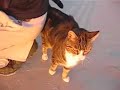 Baby Cat in Cherry Grove