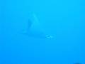Manta(4) Malapascua Island Philippines