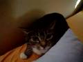 Pissed off Puddy