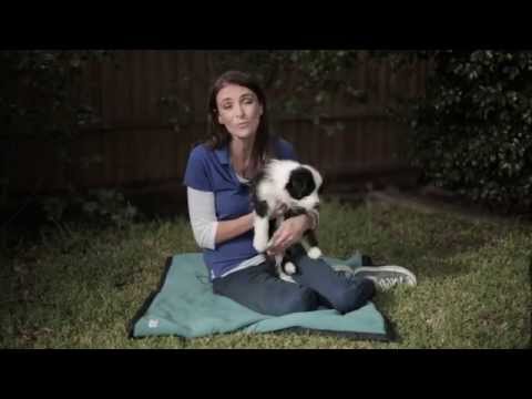 how to properly introduce dogs