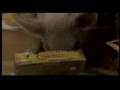 Pig Dreams from the movie Scrapple