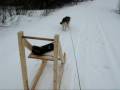 videos de Trottinette à neige avec Husky traîneau à chien en janvier 2009