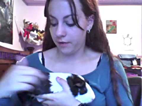 how to treat guinea pig mites