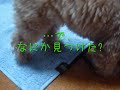 がん探知犬