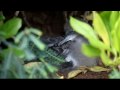 Chick