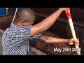 Yele, 1st palm oil!!! (Sierra Leone)