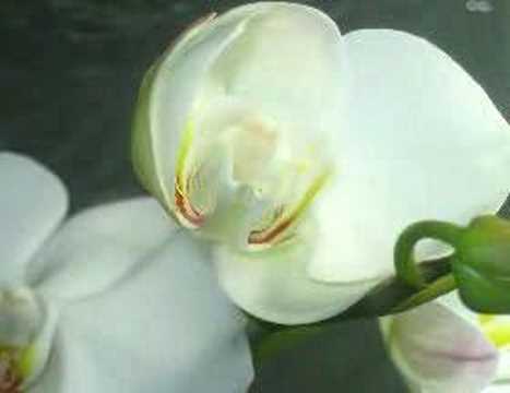 Phalaenopsis bud opens