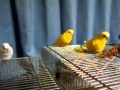 Budgie, Happy birthday Leo , 10 years old (2) - YouTube
