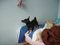 Mörkö the heeler likes Youtube... :) Mörkö the heeler likes Youtube... :)