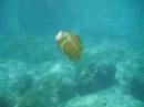 scenes from past freediving
