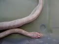 Snake EATS then SHEDS then SHITS