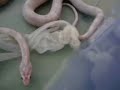 Snake EATS then SHEDS then SHITS