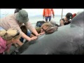 Scores of Whales Die on New Zealand Beach