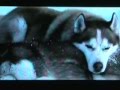 Tragic Dog Movies - Old Yeller, Eight Below, Red Fern +