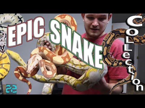 YouTube reptile video