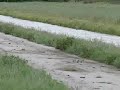 feeding of young black terns and flying off feeding of young black terns and flying off
