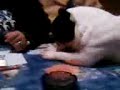 french bulldog 2 french bulldog 2