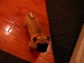 videos de Winston is hungry!!!
