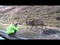 Man attacked by a Stag.mov