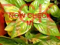 reggae dancehall mix