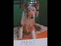 Collie-Rough-Smooth-