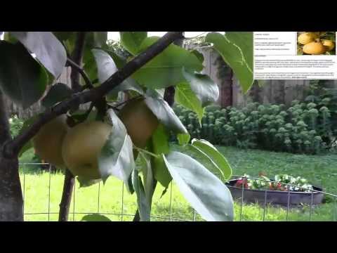 how to harvest asian pears