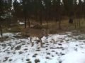 Deer Close Up