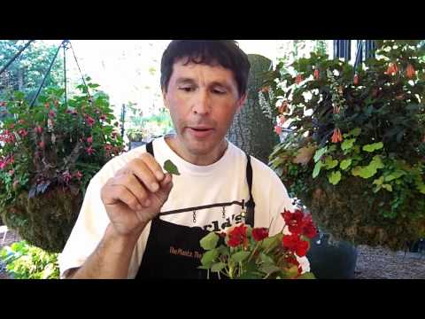 Willi Galloway - Willi Galloway gave us a great tip on eating Nasturtium. Not only is it a great trailing option for your baskets and containers, but it tastes good too.
