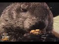 Munch Cam - Wendy the Woodchuck Munch Cam - Wendy the Woodchuck