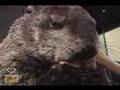 Munch Cam - Wendy the Woodchuck